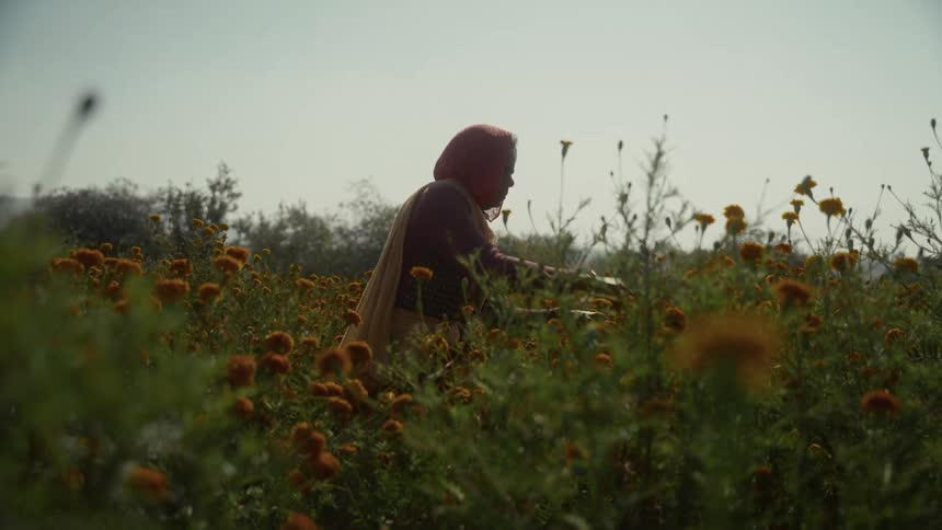 A person possibly an elderly woman is seen from a distance working in a field filled with orange marigold flowers the scene is shot against a hazy bright background suggesting sunny weather or early morning