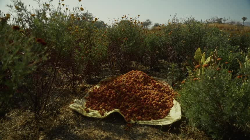 A large pile of freshly harvested orange and yellow marigold flower heads rests on a piece of cloth in the middle of a field the field is densely populated with marigold plants many of which are still bearing flowers under a hazy sky