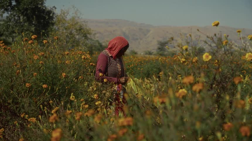 The video shows a woman standing in a field of bright orange and yellow marigold flowers she is wearing traditional clothing including a red headscarf and appears to be tending to or harvesting the blooms with hills visible in the background