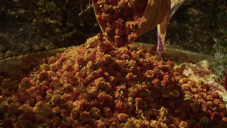 A person wearing traditional clothing empties a large quantity of bright orange and yellow marigold flowers from a piece of cloth onto a growing pile the scene appears to be outdoors likely at a flower farm or market with more flowers or foliage visi