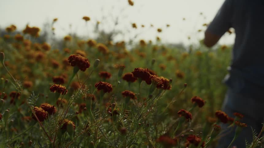 A young male gardener walking through an outdoor flowering field during daytime