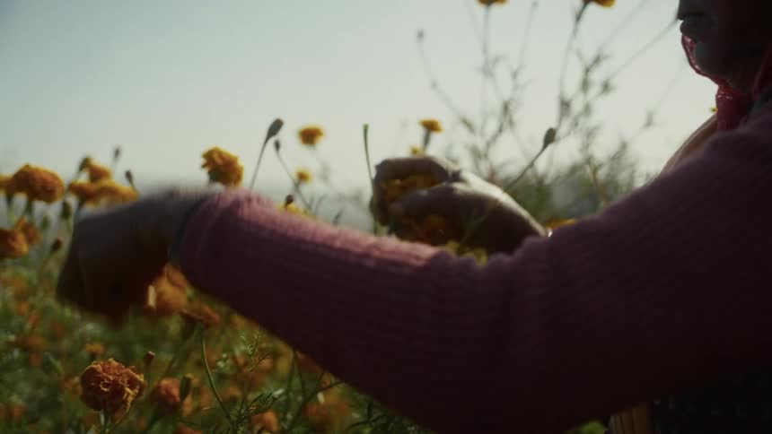 A person wearing a pink sweater is shown harvesting bright orange flowers in a sunlit field