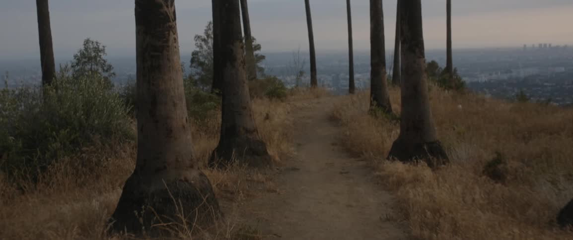 A dirt path is lined by tall trees and dead grass