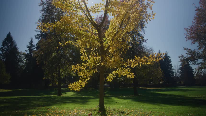 Yellow leaves fall from a neighborhood tree as the sun shines in the sky