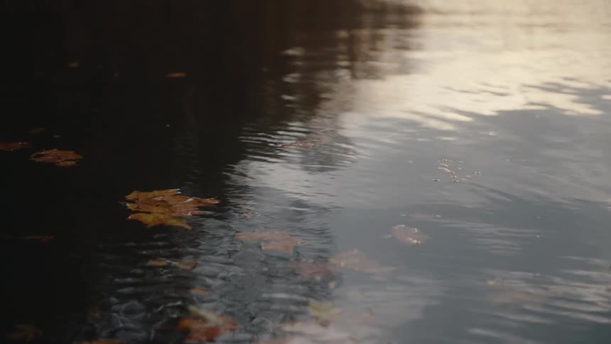 Dry leaves floating on the surface of a body of water outdoors during day time