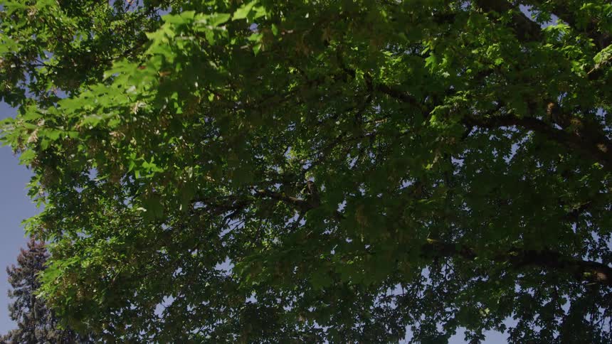 Dense tree foliage filters sunlight through branches