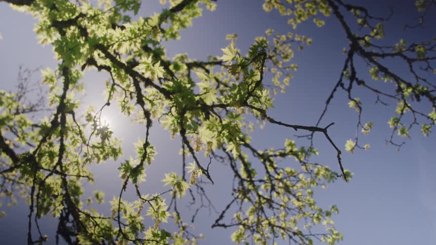 This is a lowangle shot looking up through the branches of a tree showcasing new spring leaves against a clear blue sky a bright lens flare is visible as the sunlight shines directly into the camera