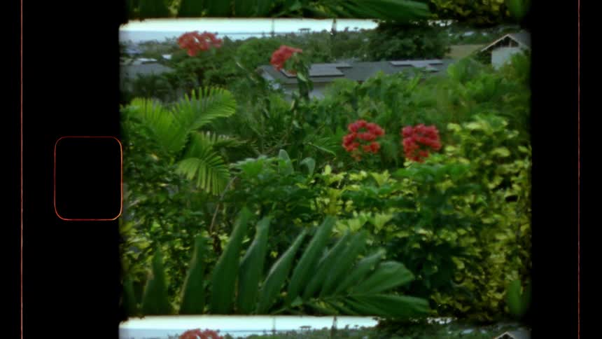 Tropical residential area with dense greenery and vibrant red flowers framed by vintage film edges