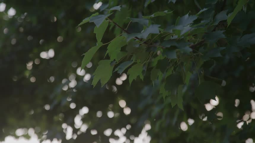 A tree with lots of leaves around its branches