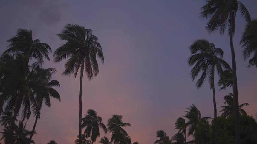 Palm trees silhouetted against the sunset