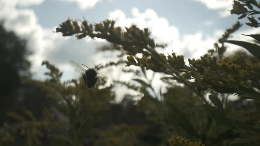Bee crawls on a flower and flaps its wings as it flies away and an automobile moves in the distance