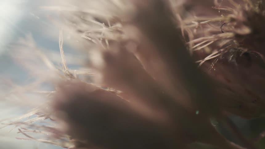 Dried plant structure reveals delicate fibers in macro focus with softly blurred background