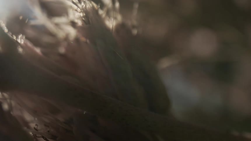 Macro detail of softly lit dry fibers