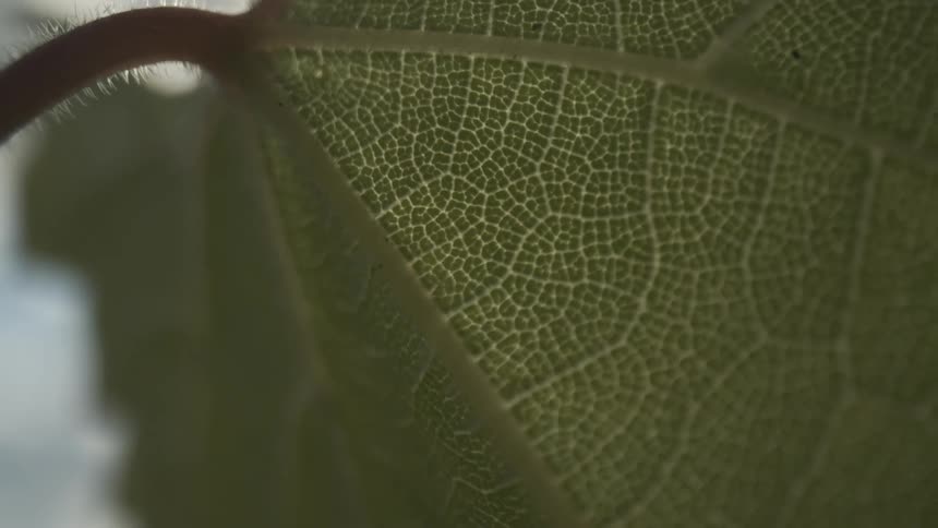 The underside of a leaf shows the cell structure