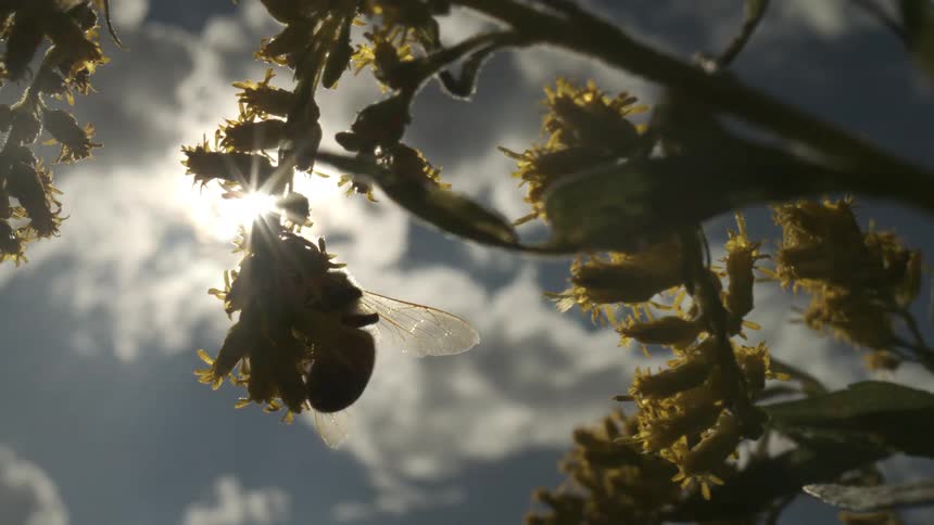 A handheld lowangle closeup observes a bee navigating yellow flower clusters backlit by the bright sun and a blue sky with clouds