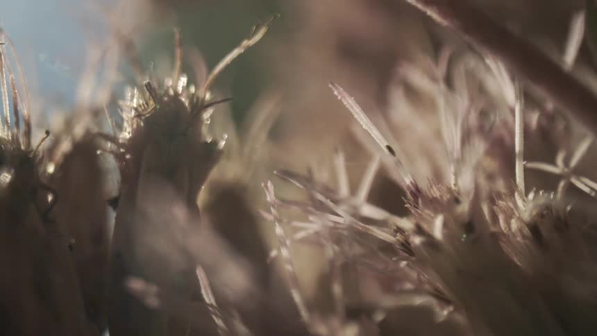 An extreme macro closeup reveals the intricate prickly textures of a dried thistle plant or seed head bathed in warm backlight that creates soft sun flares and emphasizes the organic natural details