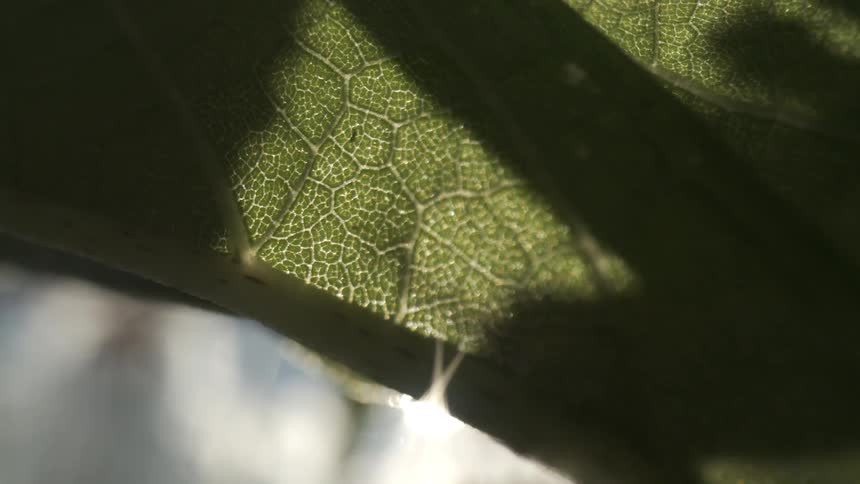 An extreme close view of a dark green plant leaf backlit by sunlight revealing the intricate network of its translucent veins
