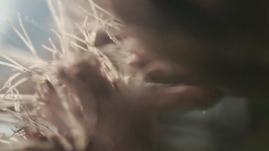 A very close abstract view of lightcolored fibrous plant material is seen with warm backlighting and lens flares conveying a soft fragile texture in a bright environment