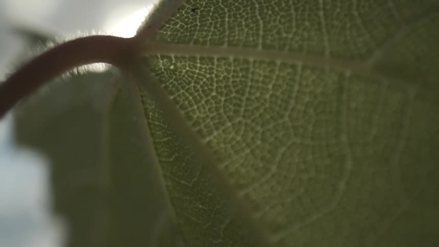 The underside of a leaf shows the individual cells of a plant