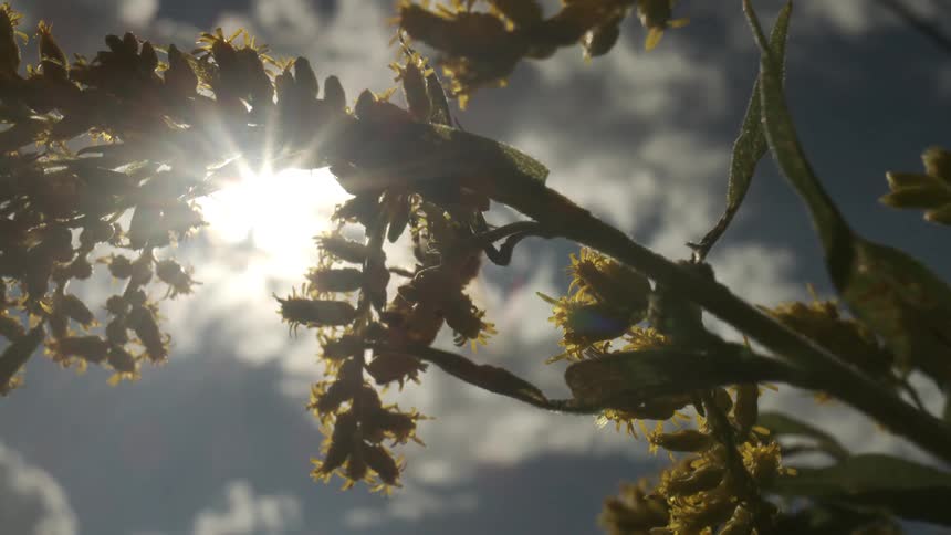 Yellow flower with perched insect lit by sun filtered through clouds in upward perspective