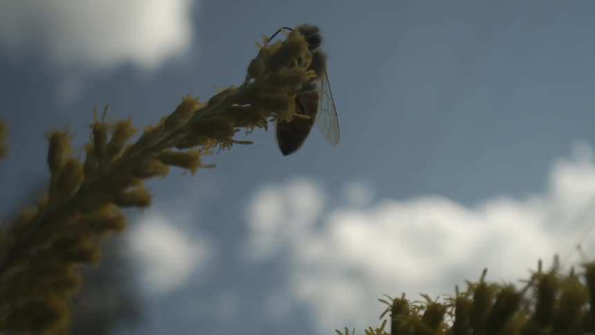 A close view of a honeybee gathering nectar from a yellow flowering plant silhouetted against a bright blue sky with white clouds before flying away