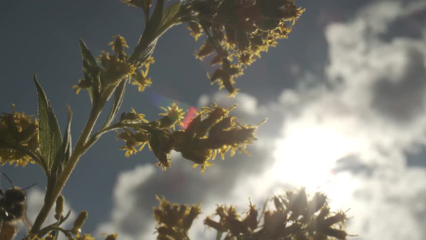 Yellow flowers lit by sunlight against partly cloudy sky
