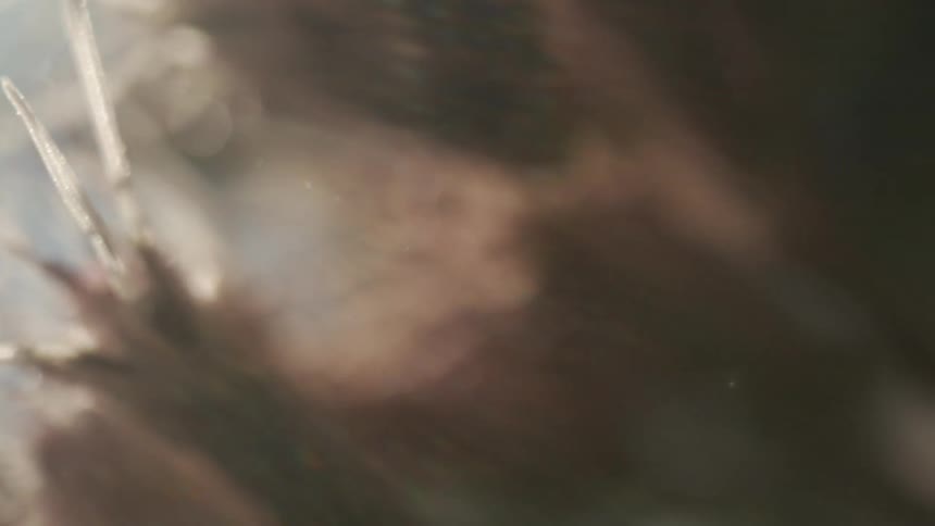 A blurred closeup and abstract view of swirling light fibrous textures and tans colors