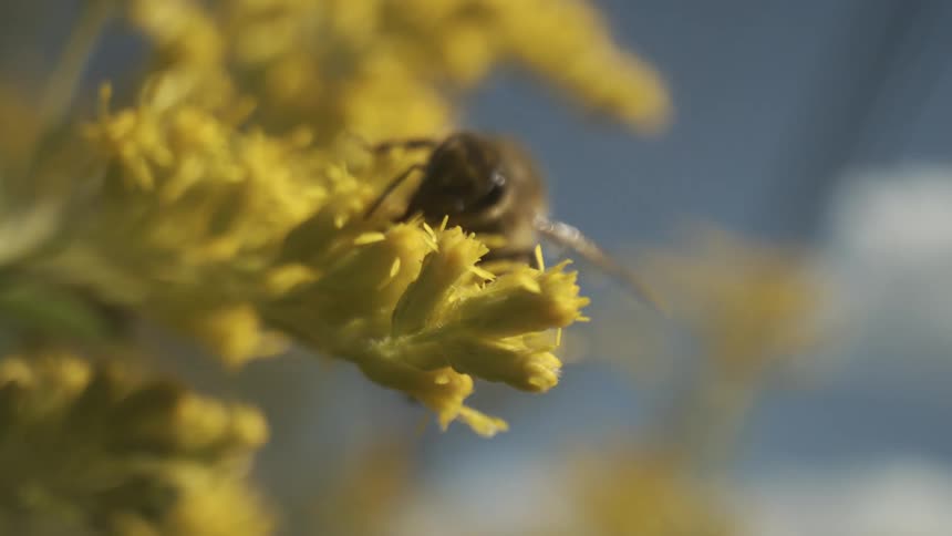 Closeup of a bee pollinating yellow flowers against a soft blue background