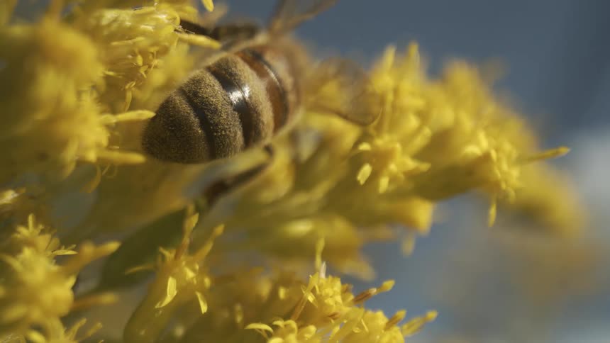 A closeup of a bees abdomen collecting pollen on a cluster of bright yellow flowers against a blurred background showing a natural environment