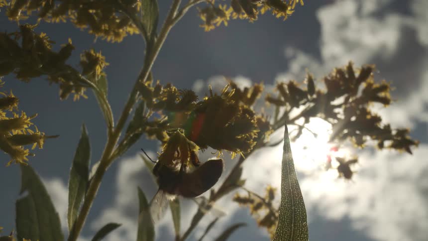 Bee gathers nectar from a yellow flower lit by the sun