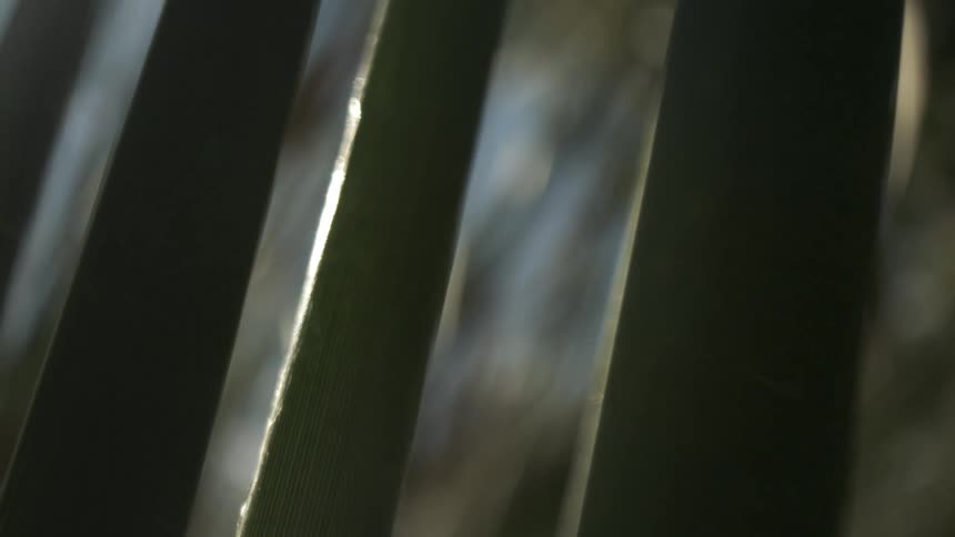 Dark green vertical leaves catch soft light highlighting textures against blurred background