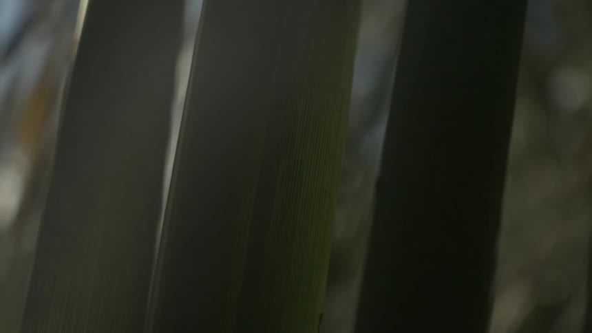 The hanging leaves give off shade