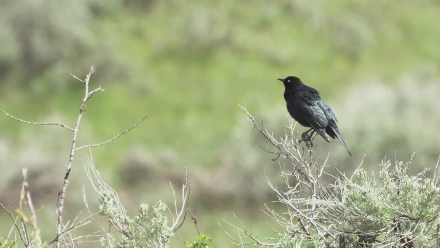 The black bird is perched on the branch