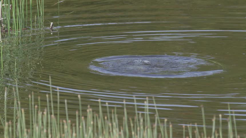 Waterbird swims in a shallow lake creating ripples on the surface