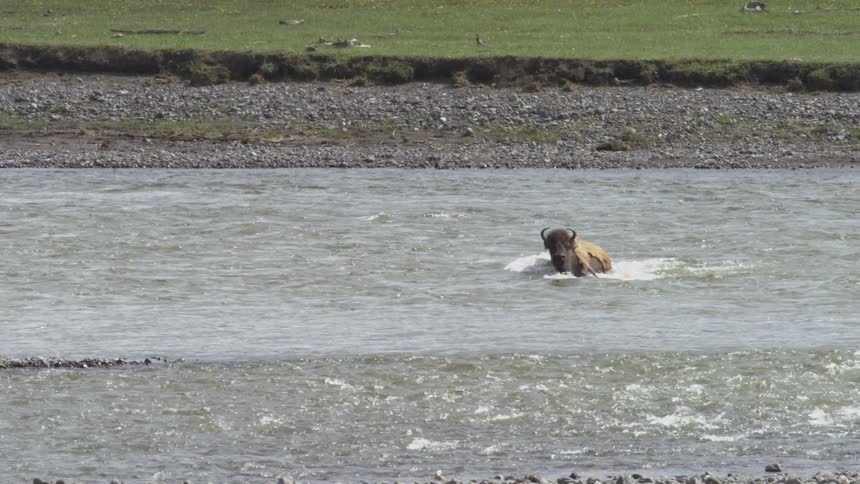 The bison struggles while crossing the stream
