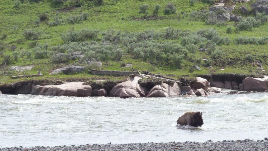 Bison crosses a river amid a green landscape