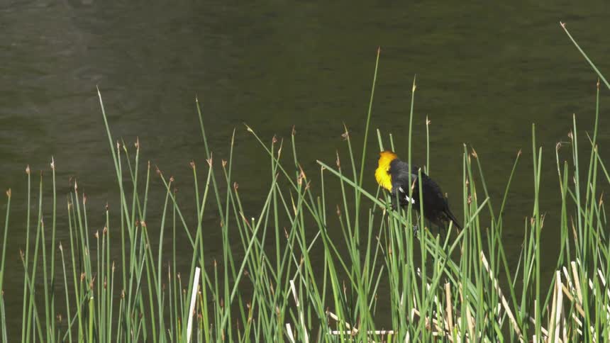 Bird sits among grass along the coast
