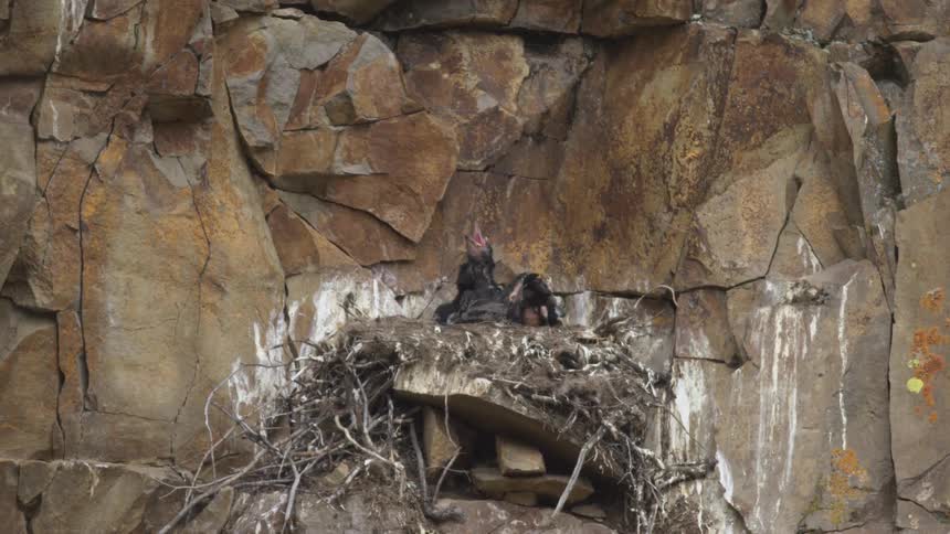 Bird chicks in a nest built against a rocky cliff