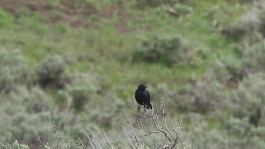 A small black bird perches on dry branches in a grassy bush covered landscape
