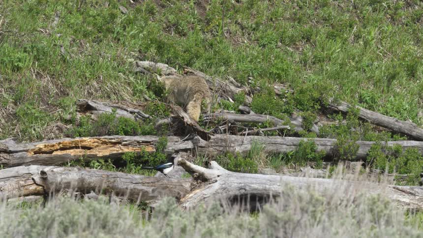 A static shot captures a coyote turning to walk up a grassy hill away from a fallen log while a magpie remains perched in the foreground watching
