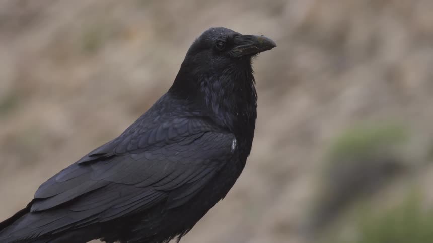 Raven perches with glossy feathers against softly blurred natural background