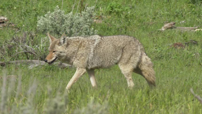 A mediumsized coyote with shaggy tan and gray fur is seen walking slowly through a field of tall green grass pausing to lower its head and sniff the ground before continuing its movement across the frame
