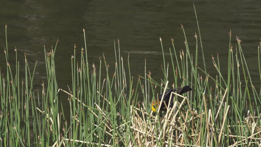 A small black and yellow bird flies forward visible above tall green reeds next to dark water