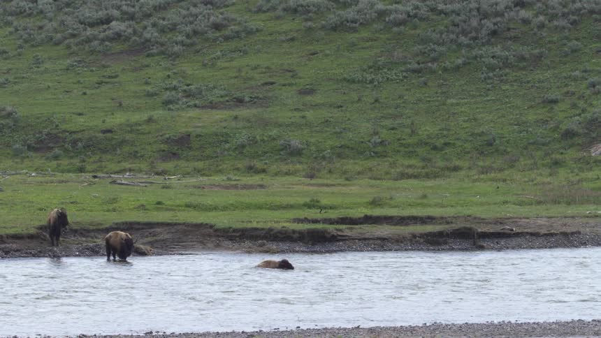 A group of bison crossing a river