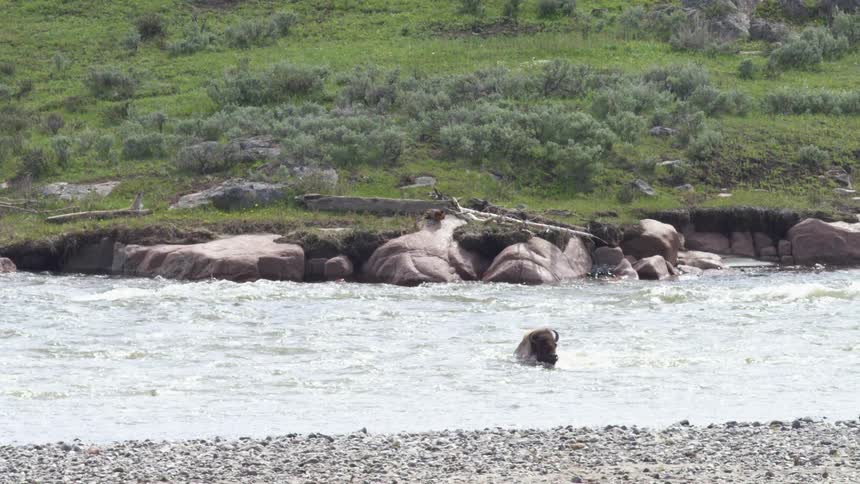 Bison crosses river with moderate current before hillside with vegetation and scattered rocks