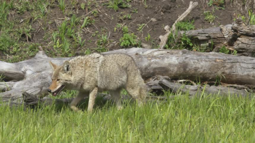 A wild coyote walks cautiously out from behind a fallen weathered log into a field of tall green grass on a bright day