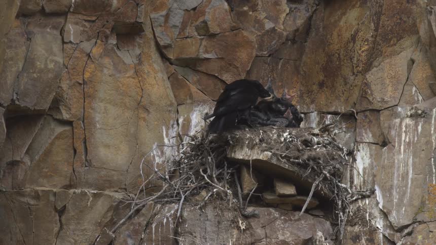 A large black bird lands on a stick nest with baby birds built into a crevice of a brown and orange rocky cliff face the bird then flies off the nest