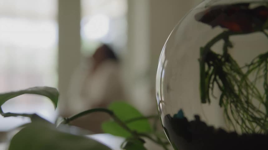 The video begins with a closeup shot of a small round fishbowl containing a red betta fish some plants and dark gravel partially obscured by the leaves of a foreground plantthe focus then shifts blurring the fishbowl to reveal a person with dar