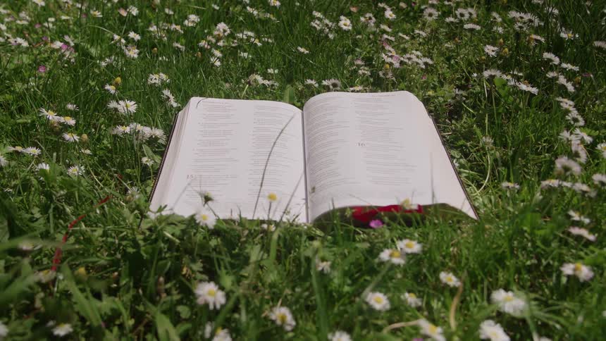 An open book with visible text lies on the ground surrounded by bright green grass and white daisy flowers on a sunny day