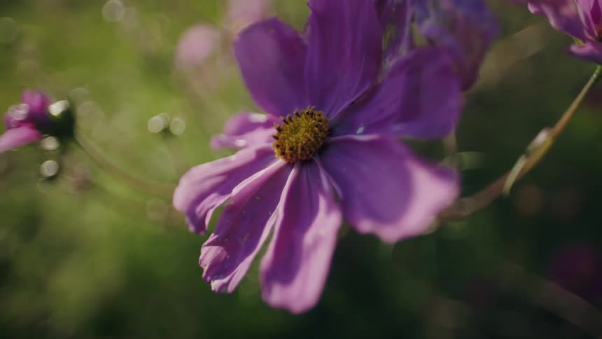 A close up of some pink flowers
